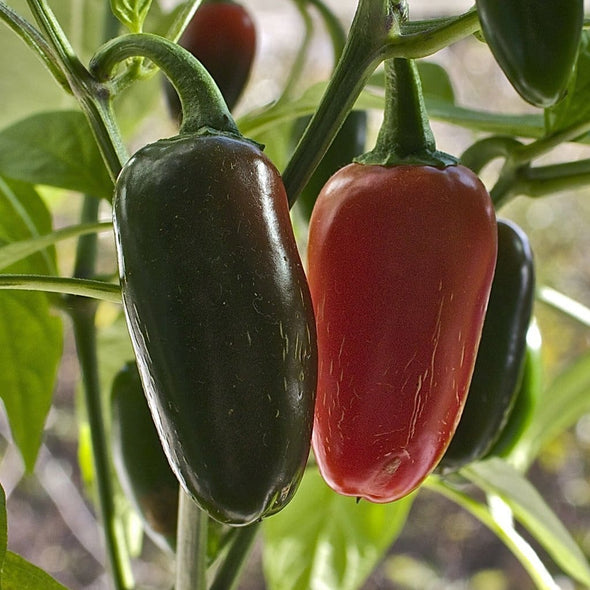 Pepper (Hot) Jalapeno Tam - (Capsicum Annuum) Seeds