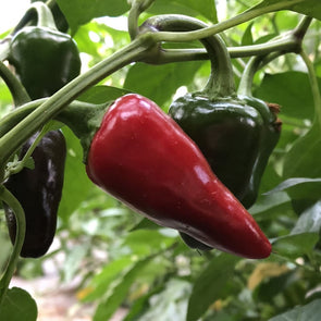 Pepper (Hot) Jaluv An Attitude - (Capsicum Annuum) - Ossi Seeds