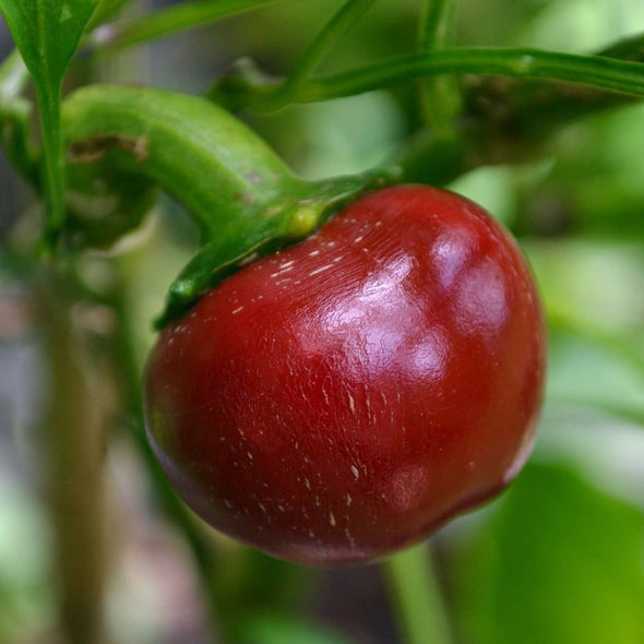 Pepper (Hot) Joes Round - (Capsicum Annuum) Seeds
