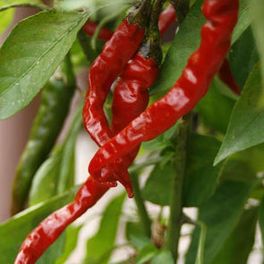Pepper (Hot) Long Red Thin Cayenne - (Capsicum Annum) Seeds