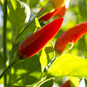 Pepper (Hot) Malagueta - (Capsicum Frutescens) Seeds