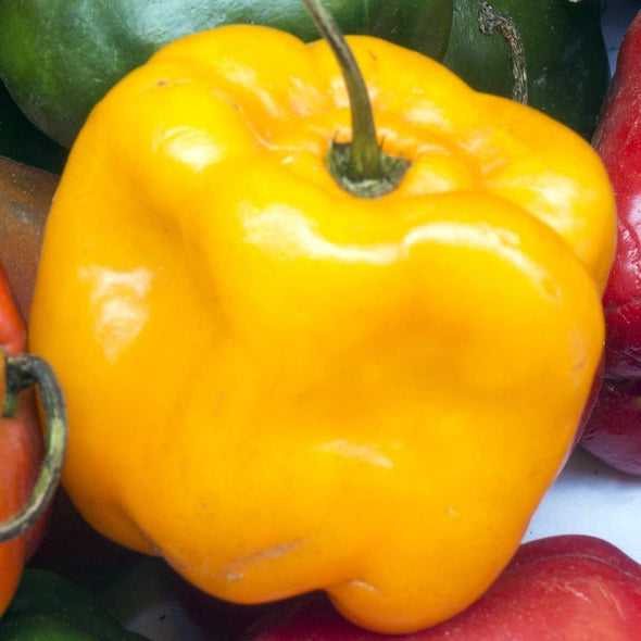 Pepper (Hot) Manzano (Yellow) - (Capsicum Pubescens) Seeds