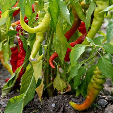 Pepper (Hot) Maules Red Hot - (Capsicum Annuum) Seeds