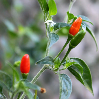 Pepper (Hot) Pequin - (Capsicum Annuum) Seeds