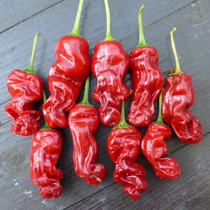 Pepper (Hot) Peter - (Capsicum Annuum) Seeds