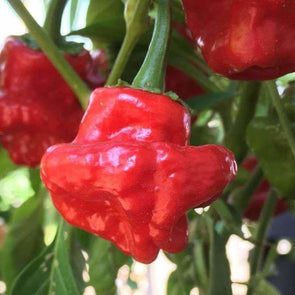 Pepper (Hot) Scotch Bonnet (Tobago Red) - (Capsicum Chinense) Seeds