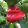 Pepper (Hot) Scotch Bonnet (Tobago Red) - (Capsicum Chinense) Seeds
