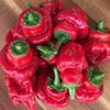 Pepper (Hot) Scotch Bonnet (Tobago Red) - (Capsicum Chinense) Seeds