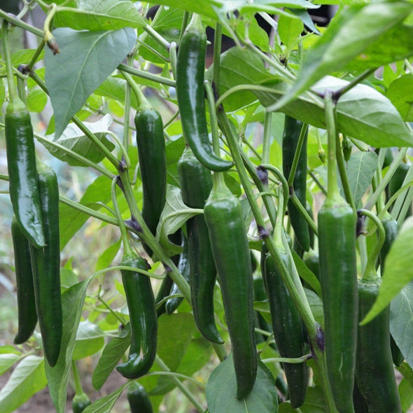 Pepper (Hot) Serrano - (Capsicum Annuum) Seeds