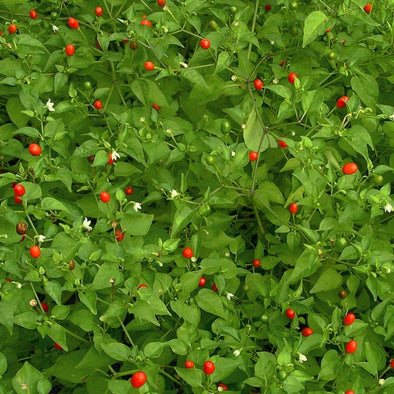 Pepper (Hot) Tepin - (Capsicum Annuum) Seeds