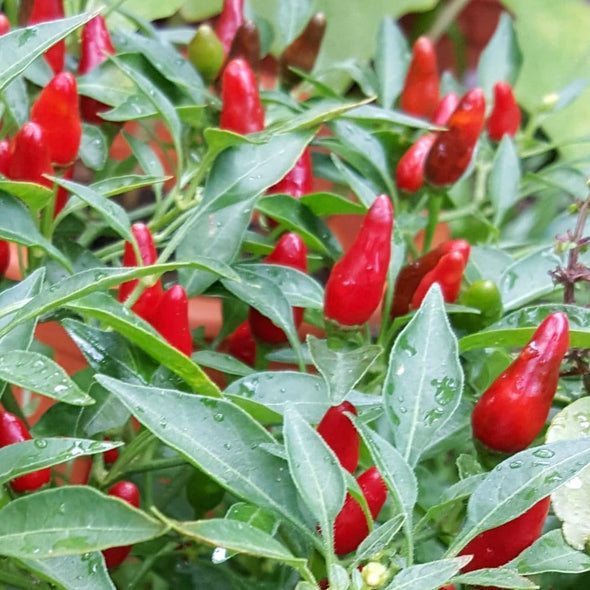 Pepper (Hot) Zimbabwe Bird - (Capsicum Frutescens) Seeds