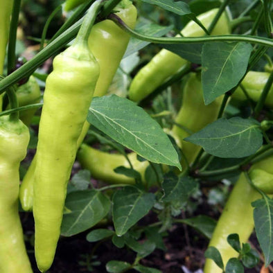 Pepper (Sweet) Sweet Banana - (Capsicum Annuum) Seeds