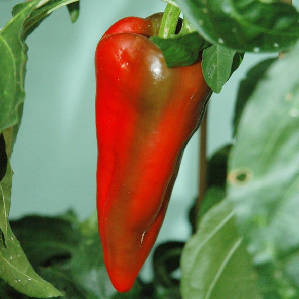 Pepper (Sweet) Beaver Dam - (Capsicum Annuum) Seeds