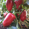 Pepper (Sweet) Big Red - (Capsicum Annuum) Seeds