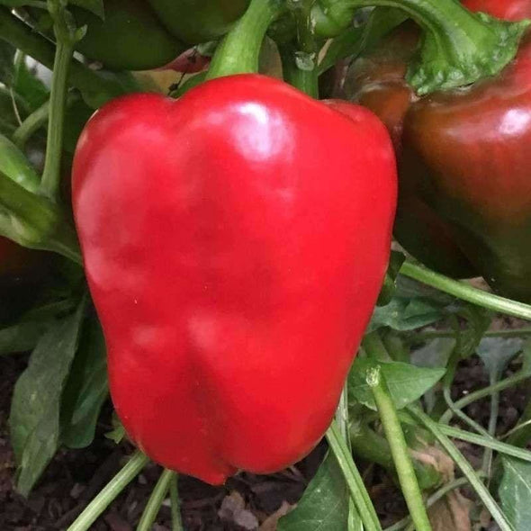 Pepper (Sweet) Big Red - (Capsicum Annuum) Seeds