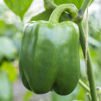 Pepper (Sweet) California Wonder 300 Tmr - (Capsicum Annuum) Seeds