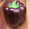 Pepper (Sweet) Chocolate Bell - (Capsicum Annuum) Seeds