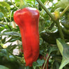 Pepper (Sweet) Corno Di Toro Rosso - (Capsicum Annuum) Seeds