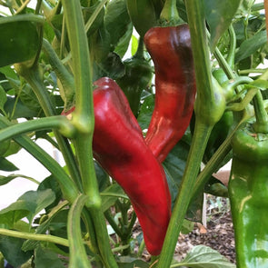 Pepper (Sweet) Corno Di Toro Rosso - (Capsicum Annuum) Seeds