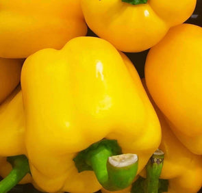 Pepper (Sweet) Golden California Wonder - (Capsicum Annuum) Seeds