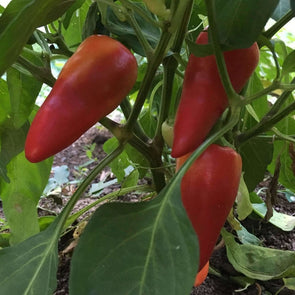Pepper (Sweet) Hungarian Sweet Wax - (Capsicum Annuum) Seeds