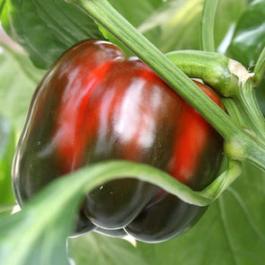 Pepper (Sweet) King Of The North - (Capsicum Annuum) Seeds