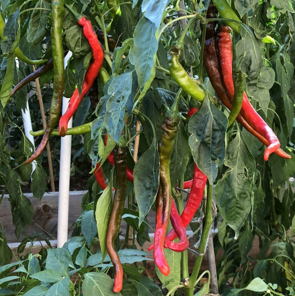 Pepper (Sweet) Mehmets Sweet Turkish - (Capsicum Annuum) Seeds