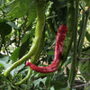 Pepper (Sweet) Mehmets Sweet Turkish - (Capsicum Annuum) Seeds