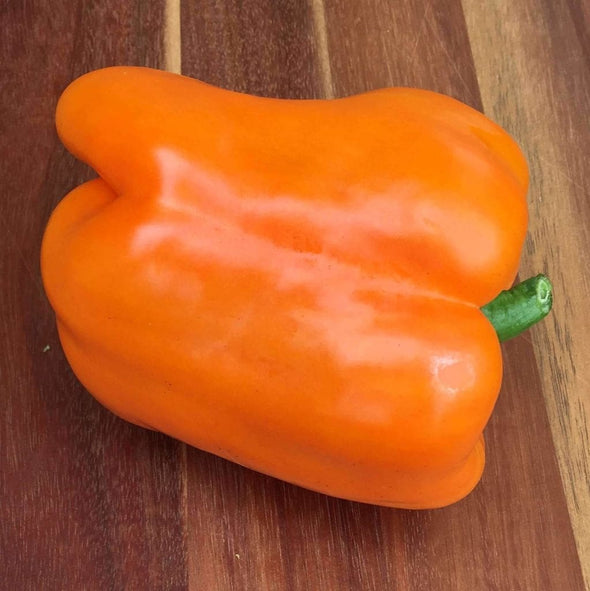 Pepper (Sweet) Orange Sun - (Capsicum Annuum) Seeds
