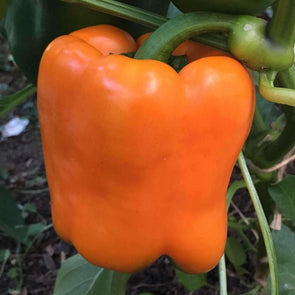 Pepper (Sweet) Orange Sun - (Capsicum Annuum) Seeds