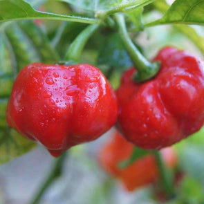 Pepper (Sweet) Pimento - (Capsicum Annuum) Seeds
