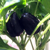 Pepper (Sweet) Purple Beauty - (Capsicum Annuum) Seeds