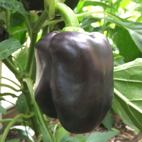 Pepper (Sweet) Purple Beauty - (Capsicum Annuum) Seeds