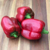 Pepper (Sweet) Purple Beauty - (Capsicum Annuum) Seeds