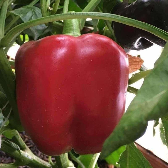 Pepper (Sweet) Purple Beauty - (Capsicum Annuum) Seeds