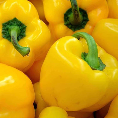 Pepper (Sweet) Sunbright - (Capsicum Annuum) Seeds