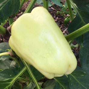 Pepper (Sweet) White Bell - (Capsicum Annuum) Seeds