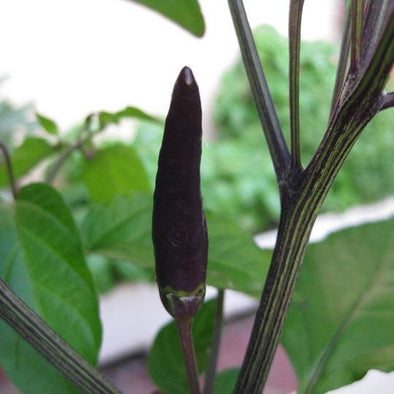 Pepper (Sweet/hot) Black Chili - (Capsicum Annuum) Seeds