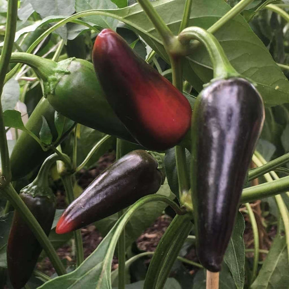 Pepper (Sweet/hot) Black Hungarian - (Capsicum Annuum) Seeds