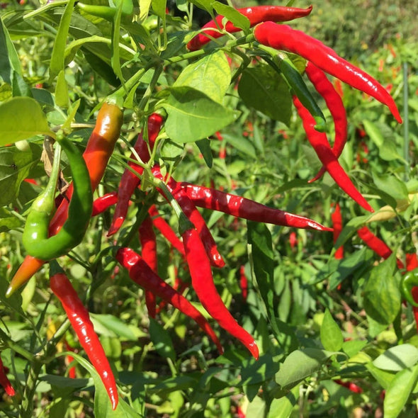 Pepper (Sweet/hot) Chile De Arbol - (Capsicum Annuum) Seeds