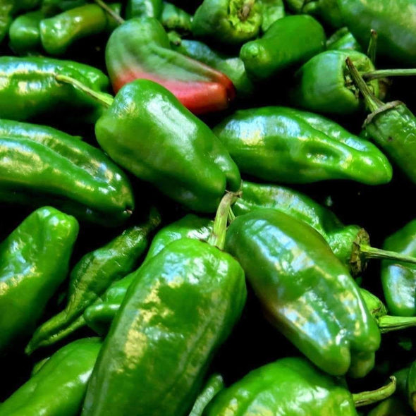 Pepper (Sweet/hot) Padron - (Capsicum Annuum) Seeds