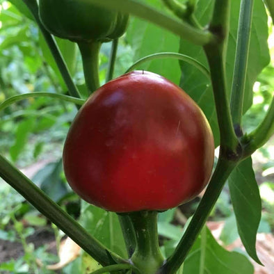 Pepper (Sweet/hot) Red Cherry Hots - (Capsicum Annuum) Seeds