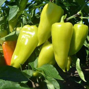 Pepper (Sweet/hot) Santa Fe Grande - (Capsicum Annuum) Seeds