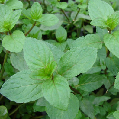 Peppermint - (Mentha Piperita) Seeds