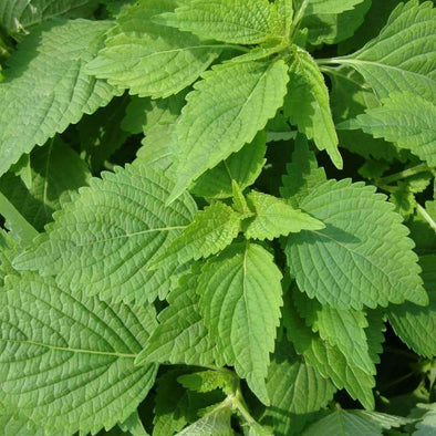 Perilla Green Shiso - (Perilla Frutescens) Seeds