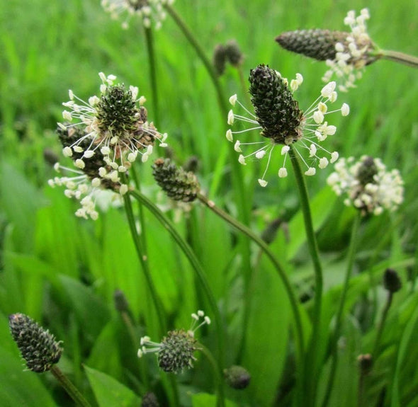 Plantain English - (Plantago Lanceolata) Seeds