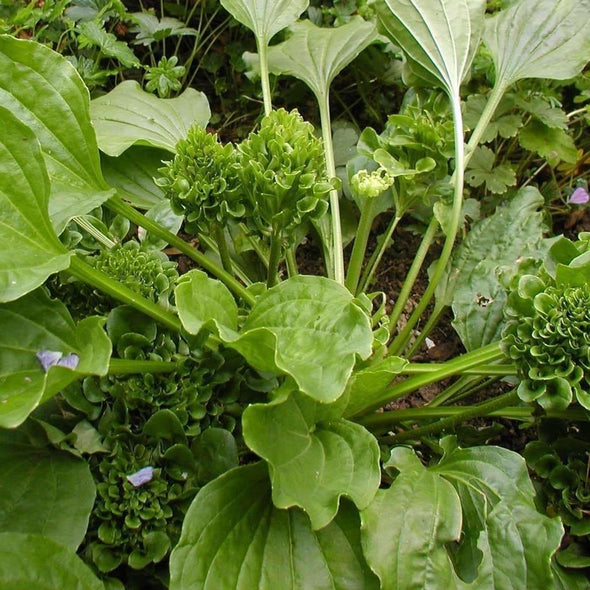 Plantain Rosularis - (Plantago Major Rosularis) Seeds