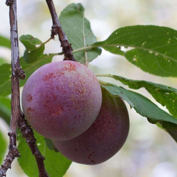 Plum American - (Prunus Americana) Seeds