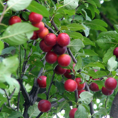 Plum Cherry - (Prunus Myrobalan) Seeds