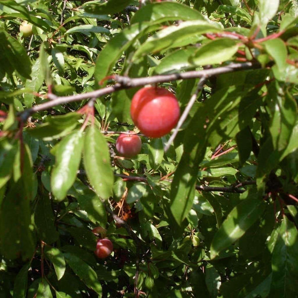 Plum Chickasaw - (Prunus Angustifolia) Seeds